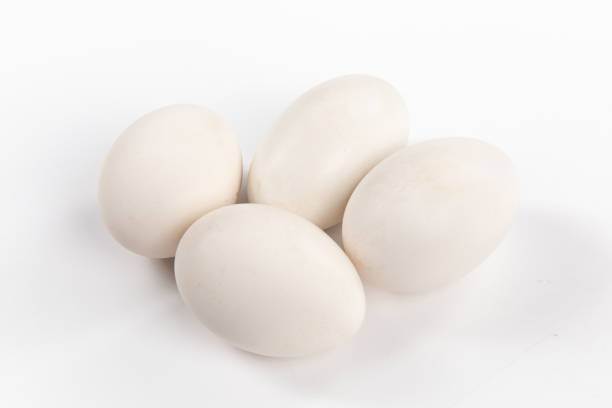 Fresh goose eggs isolated on white background