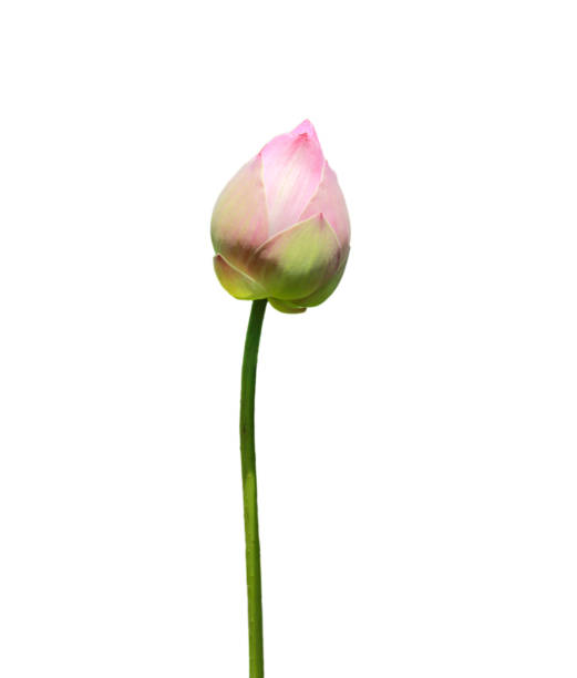 istock lotus flower on a white background,cliping paths. 1394133931