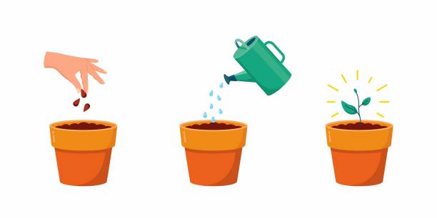 Growing plant stages. Hand with seeds, watering can with watering and grown plant. Growing plant stages. Hand with seeds, watering can with watering and grown plant. Plant in flower pot. Vector illustration of plant with leaves in pot. Growing process. soil sample stock illustrations
