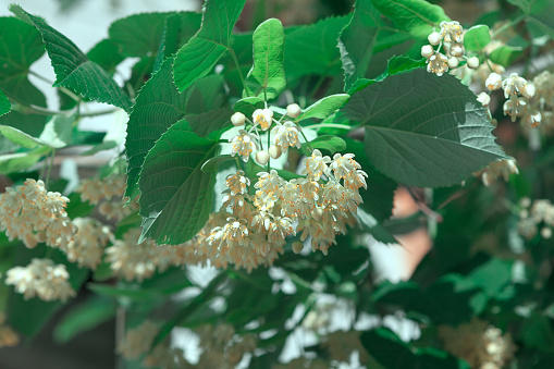 Blooming Linden Tree . Linden flowers on the branch