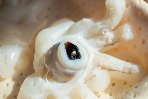 Cephalopod mouth with two black pieces in the shape of a bird's beak. Cut cuttlefish for consumption.