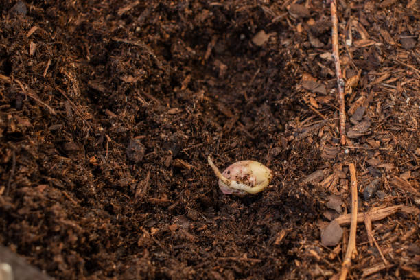 istock Bean germinated in fertile soil. 1394134411