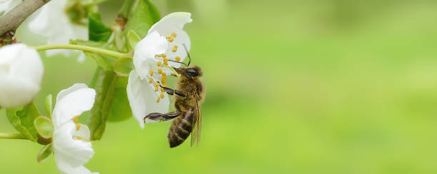 istock The bee sits on a flower of a bush blossoming cherry tree and pollinates him. Spring beautiful background.Copy space for text. Banner 1394134436