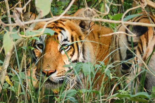 Tiger walking on the green lawn