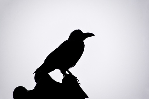 Black white picture, black silhouette of flying raven with spread wings, white background
