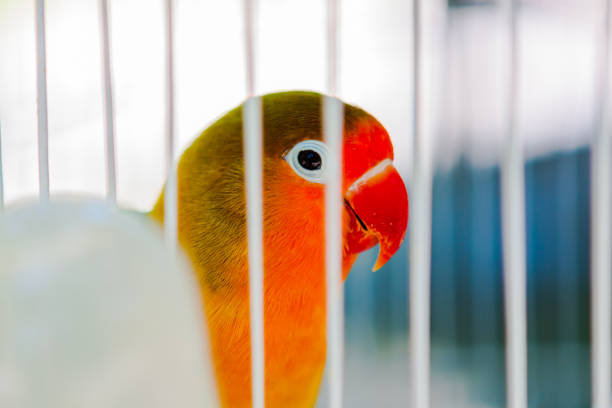 Parrot in cage, bird cage, parrot