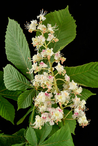 Flowers and leaves of  horse chestnut tree