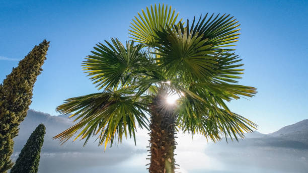 istock Scenic view of sun shining through palm tree 1394140595