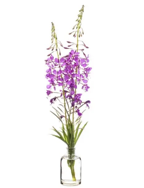 Chamaenerion ( willowherbs or fireweeds) in a glass vessel with water