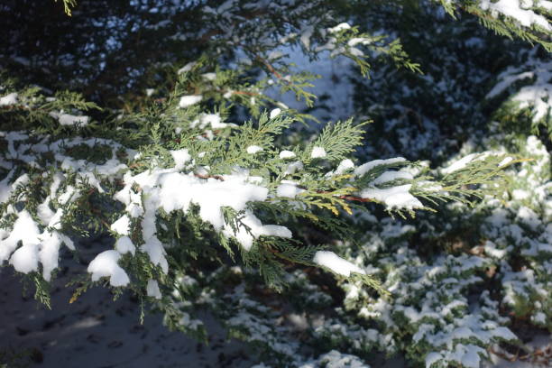 Scale like leaves of Port Orford cedar covered with snow in mid February Scale like leaves of Port Orford cedar covered with snow in mid February port orford cedar stock pictures, royalty-free photos & images