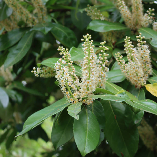 istock Cherry laurel bush with many white flowers on branches 1394142801