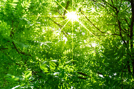 Green colour in nature, green nature background, green leaves background, under views nature.