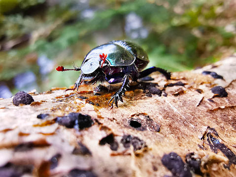 Big bug on a tree
