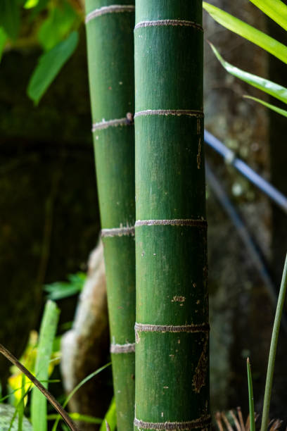 istock Bamboo Forest close up at day 1394144622