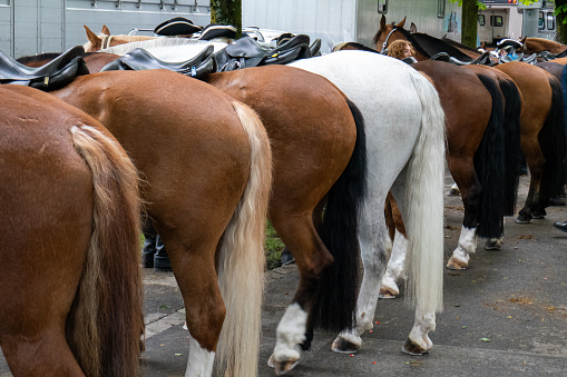 Urban parade horses in a row, seen from behind, no head, no people.