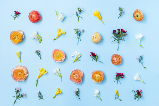 Pattern of flowers and petals on blue background. Summer minimal concept