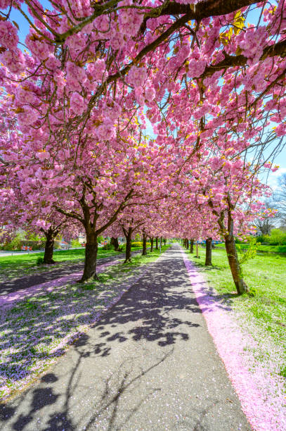 istock Pink Cherry blossom in full bloom on Cherry trees during springtime 1394146875