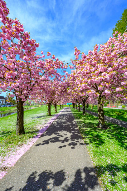 istock Pink Cherry blossom in full bloom on Cherry trees during springtime 1394146888