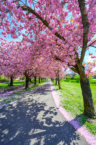 Path through Pink Cherry blossom in full bloom on Cherry trees (Prunus 'Kanzan') during a beautiful spring day.