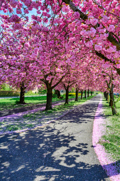 istock Pink Cherry blossom in full bloom on Cherry trees during springtime 1394147276