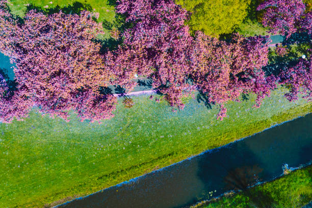Path through Pink Cherry blossom in full bloom on Cherry trees (Prunus 'Kanzan') during a beautiful spring day. Overhead drone view.