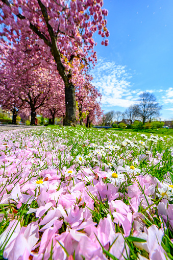 Hagley Park North during spring season with cherry blossoms. Christchurch City, New Zealand, South Island