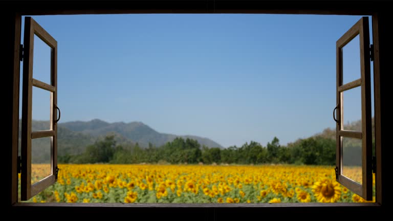 4K looping of view from window at a wonderful landscape nature view with beautiful defocus vibrant sunflower field with blue sky at background