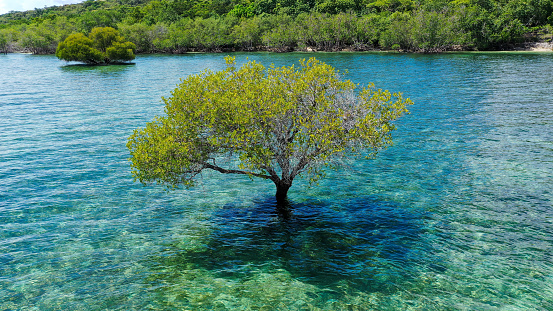 Colorful vacation shot with lone green mangrove tree in the middle of the ocean filled with blue green water. The cloudy sky.