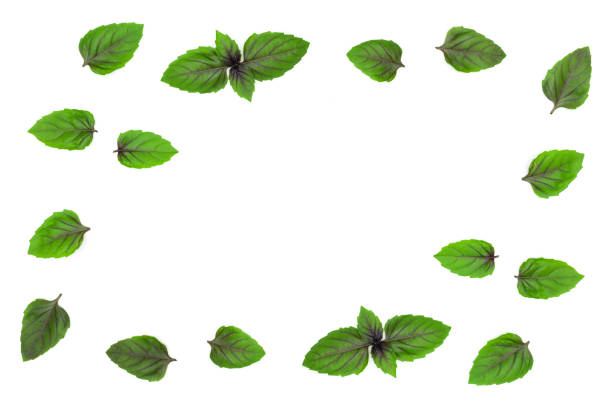 istock Frame from fresh green leaves of basil on white background with copy space. Aromatic herb for seasonings. 1394151443