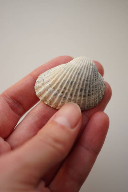 istock Gray seashell in female hand on an grey background 1394152651