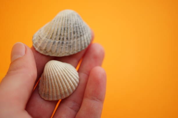 Dubai, hand with mussels.
