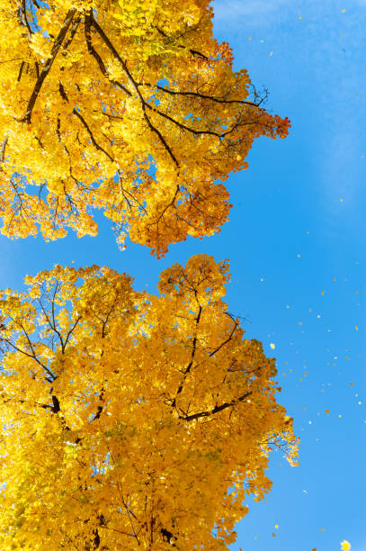 istock yellow tree foliage against blue sky and leaves falling 1394153961