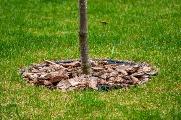 istock Moisturizing and protecting the soil with mulch of pine bark 1394156101
