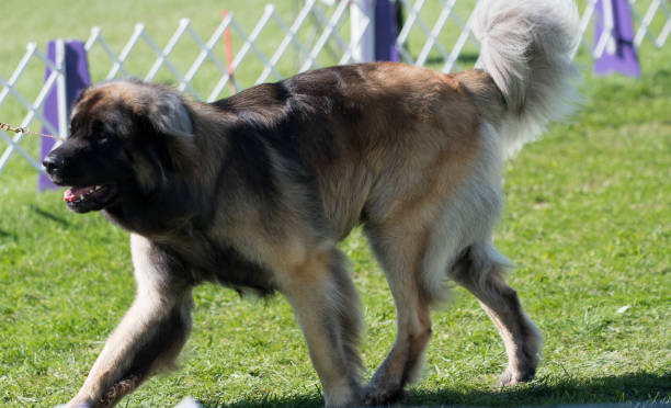 istock Leonberger walking in dog show ring 1394157090