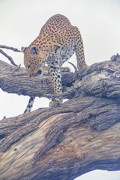 istock Cheetah hunts prey in tall trees 1394157744