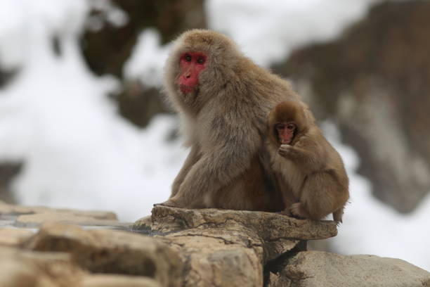 istock japanese animal 2021 1394158461