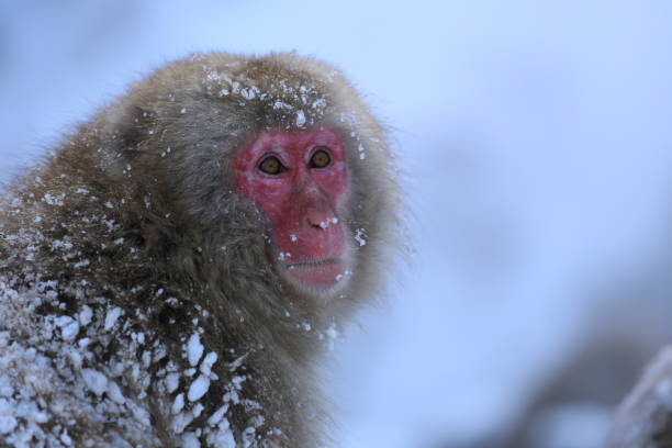 istock japanese animal 2021 1394158882