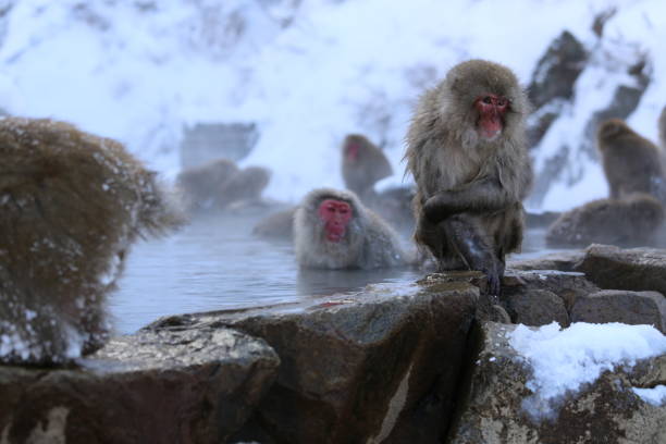 istock japanese animal 2021 1394159065