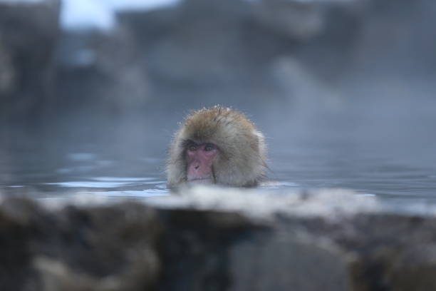 istock japanese animal 2021 1394159141