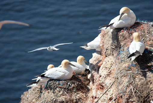 Gannets breeding at Helgoland island
