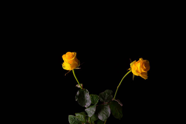 istock Yellow rose on a dark background, elegance and romanticism. 1394160778