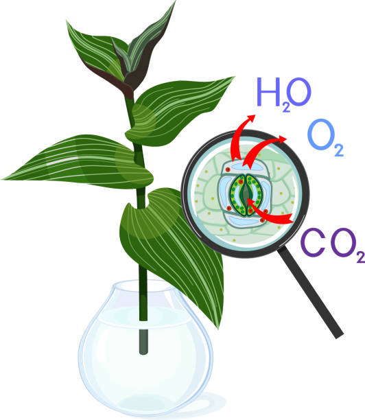 illustrations, cliparts, dessins animés et icônes de schéma de transpiration végétale et complexe stomatique de feuille verte de plante juive errante (tradescantia fluminensis) sous loupe isolée sur fond blanc - tradescantia epidermis