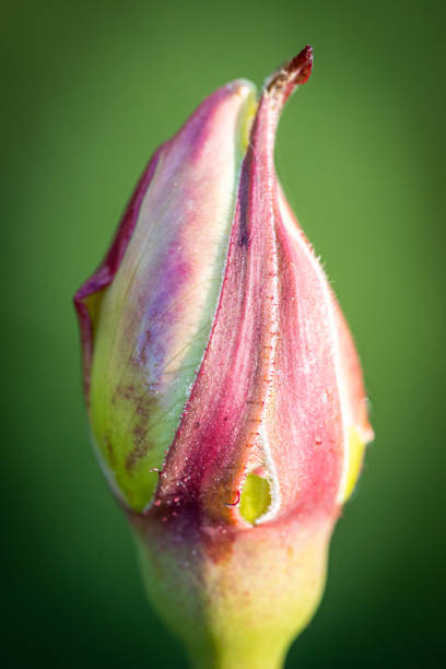 istock Beautiful flower close-up 1394163495