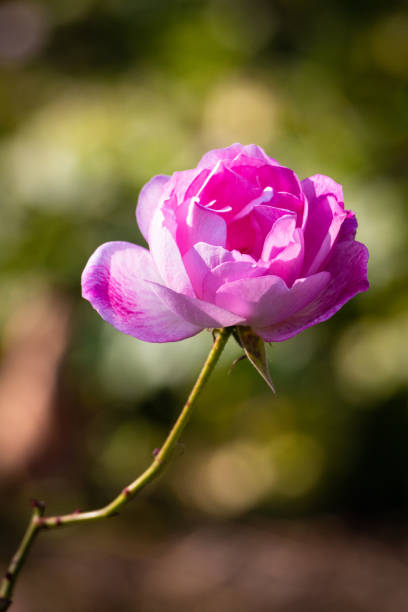 istock Beautiful flower close-up 1394163562