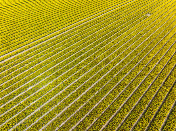 istock Tulips growing in agricultural fields during springtime seen from above 1394163714