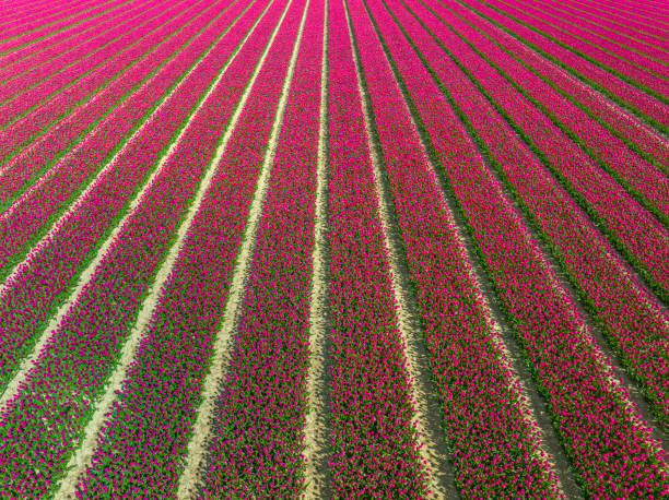 istock Tulips growing in agricutlural fields during springtime seen from above 1394163903