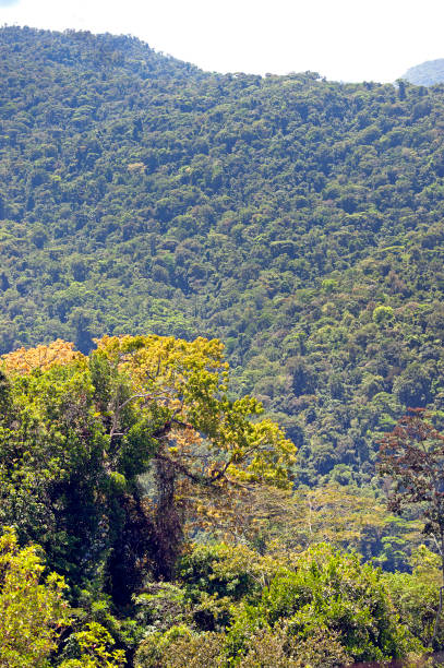istock Tranquil forest scene, Pacuare, Limon, Costa Rica 1394165612