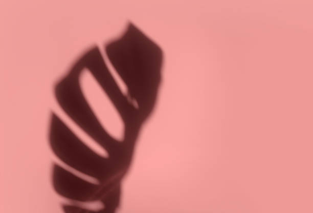 istock Creative copyspace with shadows on a shiny soft pink wall. Top view of leaves shadows on the pink background 1394165939
