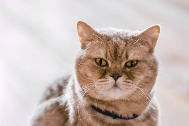 istock Beautiful coffee brown cat 1394165953