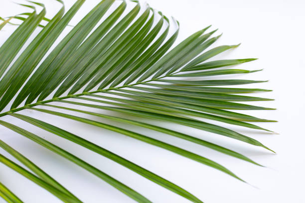 istock Tropical palm leaves on white background. 1394165984
